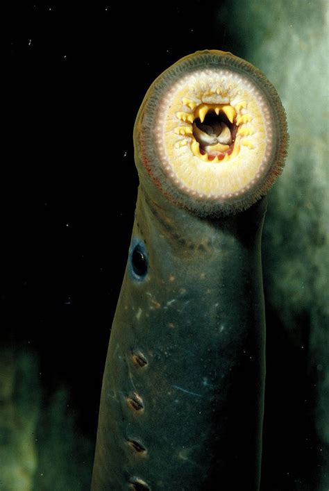 七鳃鳗是什么动物 – 萌桥钓鱼网