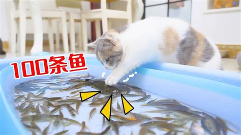 网友原本给猫咪买了一条鱼，结果看它每天叼着到处跑……|鱼|猫_新浪新闻