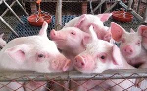猪水肿病症状图片-猪水肿紧急治疗方法-猪水肿特效药 - 畜小牧养殖网