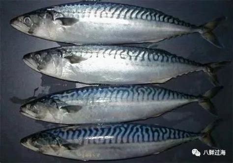 红烧鲭鱼,鲭鱼和马鲛鱼,鲭鱼是什么鱼_大山谷图库