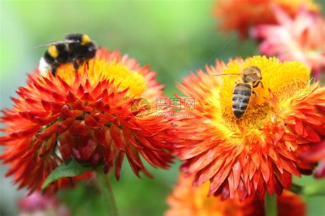 大黄蜂在花上高清图片下载-正版图片503301395-摄图网