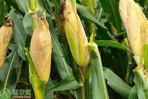 排名前十的高产玉米种子 - 惠农网