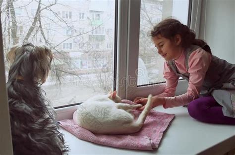 女孩十几岁宠物猫和狗看着窗外猫睡着宠物-包图企业站