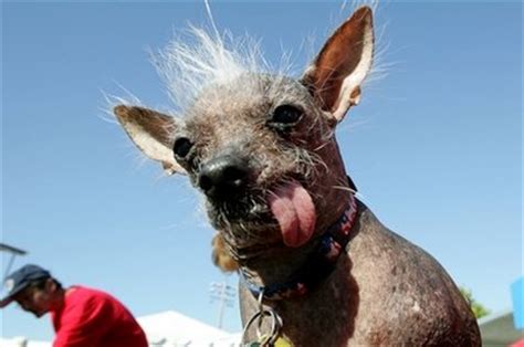 世界上最丑的狗去世 曾为公益募款10万美元[9]