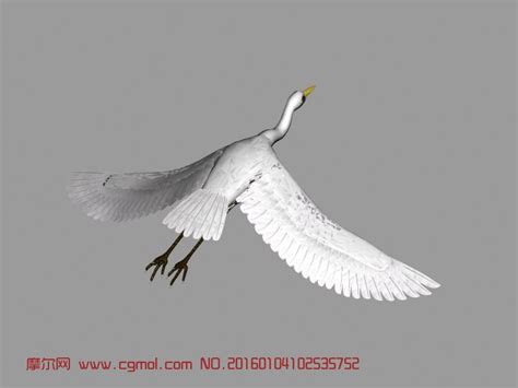 白鹭飞行,着陆栖息_飞禽动物模型下载-摩尔网CGMOL