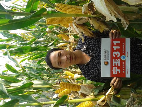 最新！四川发布水稻、玉米品种审定标准丨WAF农产品展会