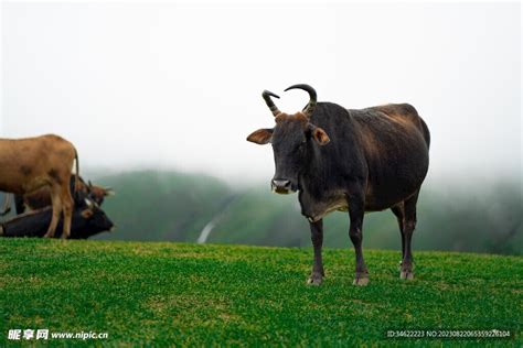 长角牛的黑白特写照片高清图片下载-正版图片504415104-摄图网