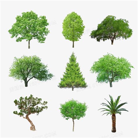 各种树木名称图片大全,1200树木名称大册,常见树木图片及名称_大山谷图库