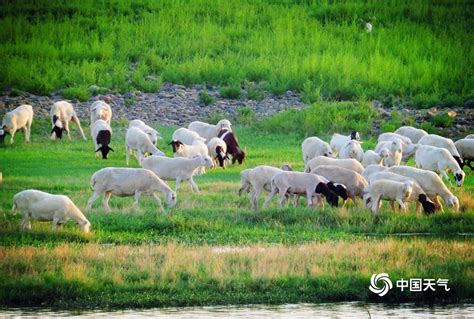 牛羊成群,陆地动物,动物摄影,摄影素材,汇图网www.huitu.com