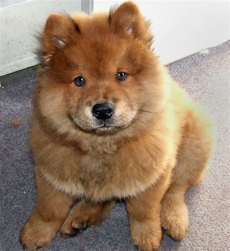 15 Historical Facts About Chow Chows You Might Not Know - Page 3 of 5 - PetTime