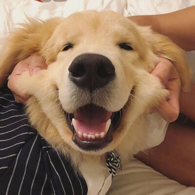 非主流金毛犬头像