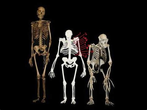 非洲出土最早直立人化石，头骨碎成150块，可能曾以南方古猿为食_人类