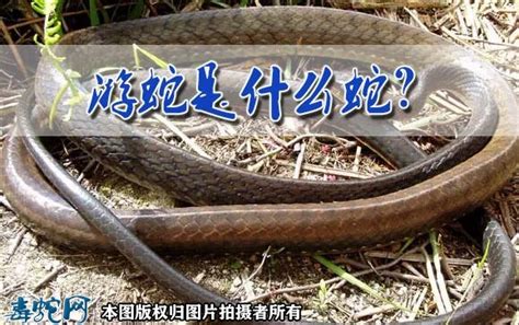 两头蛇是什么蛇？专业解析什么是两头蛇！_**头蛇/两头蛇_毒蛇网