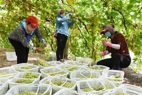 农民丰收丨新疆吐鲁番的葡萄熟了-天山网 - 新疆新闻门户