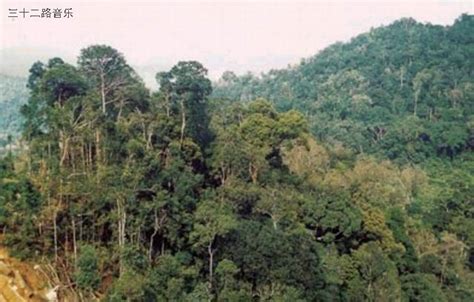 tropical forest是什么意思 tropical forest的中文翻译_趣百科