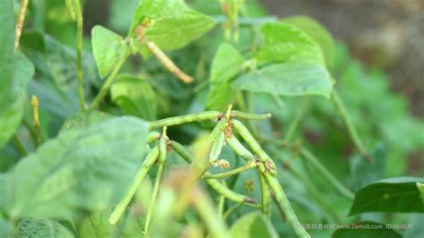 绿豆怎么种在土里 - 花百科