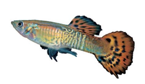 常见的十大热带鱼品种介绍