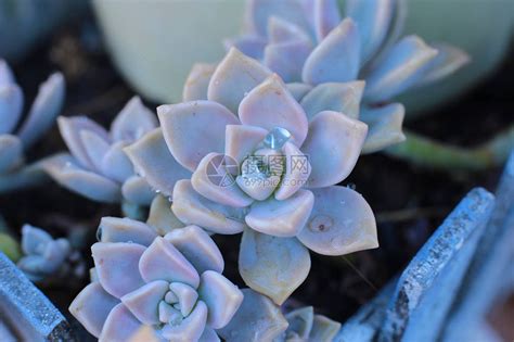 石玫瑰(CmmnRckrse)花语:普遍(Uni图片