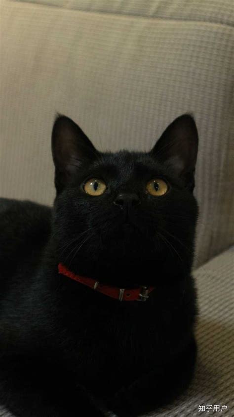 黑猫在日本的象征意义-黑猫在日本的象征意义是什么-酷派宠物网