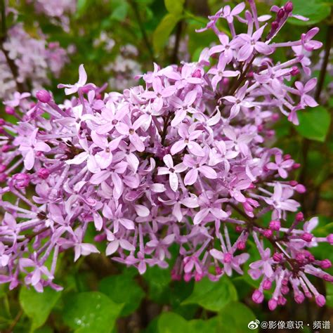 紫丁香的花语是什么?紫丁香的寓意和象征-花卉百科-中国花木网