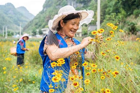贵州纳雍：雪菊绽放助农增收-人民图片网