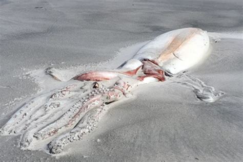 新西兰海滩现神秘不明生物：身长9米牙齿巨大_新浪图片