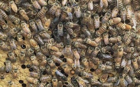中蜂怎样合并蜂群最简单？ - 中华蜜蜂 - 酷蜜蜂