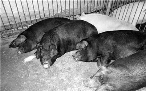 头脑公猪四只睡在园或农场的沙野猪里睡在公园或农场里的野猪森林高清图片下载-正版图片307940330-摄图网
