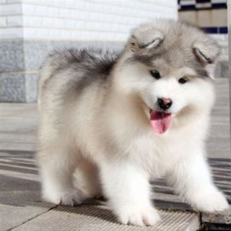 纯种阿拉斯加幼犬大型活体黑白红色灰色熊版阿拉斯加雪橇犬宠物犬-阿里巴巴
