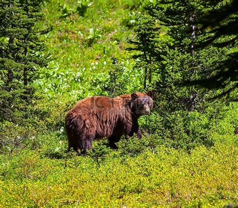 黑熊棕熊野牛惊异的美国野生动物高清摄影大图-千库网