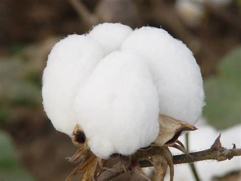 棉花10种用途-农百科