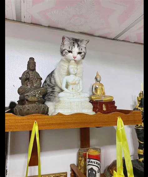 主人平时拜佛的佛像，猫咪竟跳上去舔人家的头，猫：我在给它开光