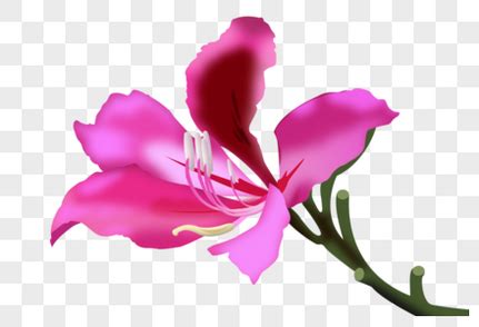 紫荆的花语是什么？紫荆的寓意和象征-花卉百科-中国花木网