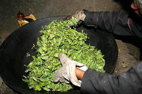 《中国普洱茶产业发展报告（2019-2020）》文化蓝皮书发布_科教_云南频道_云南网