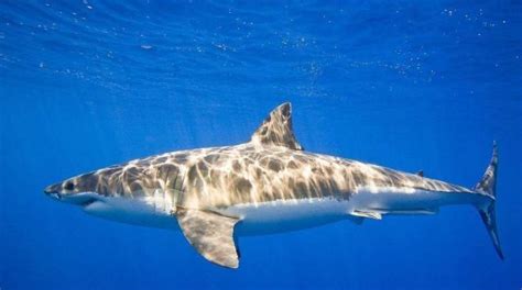鲨鱼的鱼翅是什么味？为什么人类只吃鱼翅，却不吃鲨鱼肉呢？