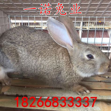 [肉兔批发]大型肉兔，新西兰比利时种兔可长10多斤包售后包回收 技术指价格98元/只 - 惠农网