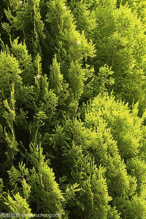 松树和柏树的区别 - 植物 - 酷自然