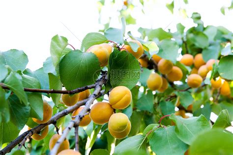杏树的分支在夏季时有成熟的果实高清图片下载-正版图片503339722-摄图网