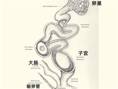 卵蛋网图解图片