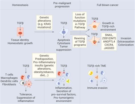 转化生长因子TGF-β与肿瘤发生和免疫调节的关系_生物器材网