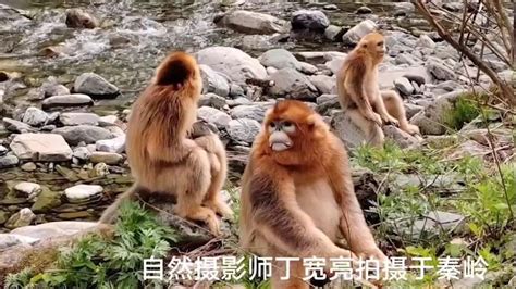 白马雪山深处：一个滇金丝猴家庭的故事_频道_凤凰网