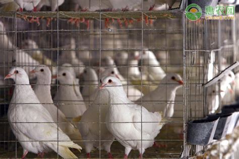 鸽子养殖成本利润分析 - 惠农网