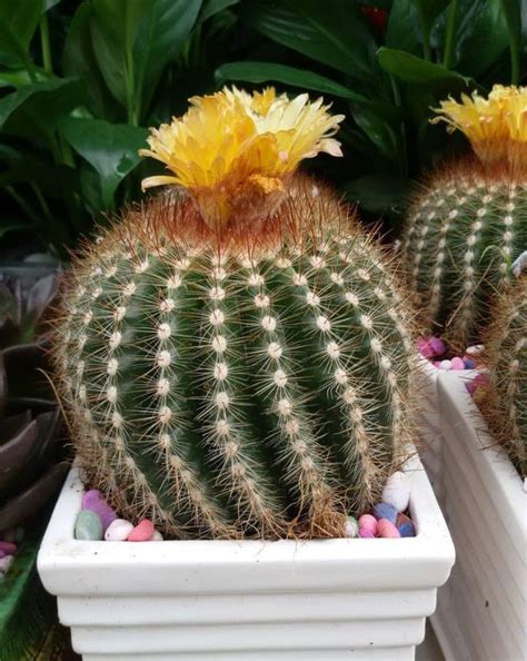 仙人球开花图片
