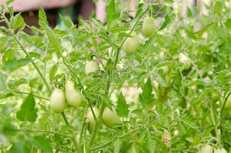 番茄生长的温度、水分条件，番茄种植你需要知道