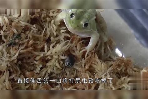 打屁虫图片