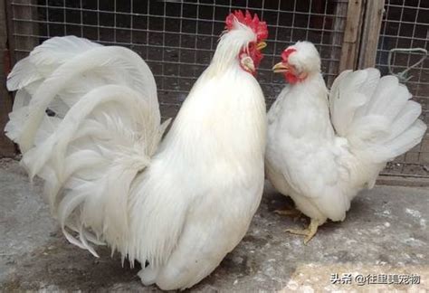 出售婆罗门鸡 东涛鸡 元宝鸡 长尾鸡 婆罗门鸡苗 观赏鸡种蛋-阿里巴巴