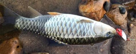 这种鱼俗称“水米子”，长江黄河里都有，现在受到严格保护