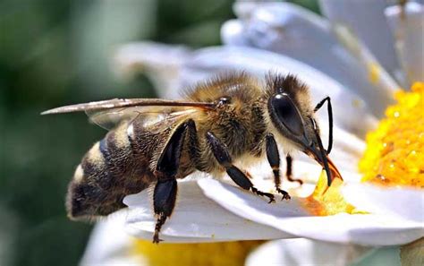 新蜜蜂认巢一般几天？ - 蜜蜂知识 - 酷蜜蜂