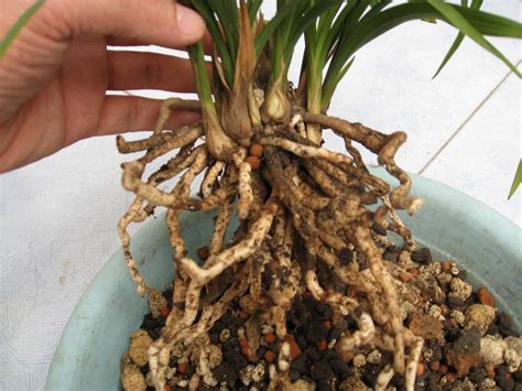 青冈树皮 青杠树皮 大中小颗粒种植基质 兰草兰花种植栽培植料-阿里巴巴