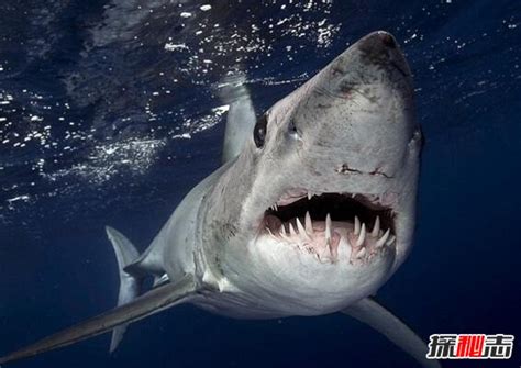 世界上最凶猛的鲨鱼，牛鲨(没有天敌最后却被自己撑死)_小狼观天下